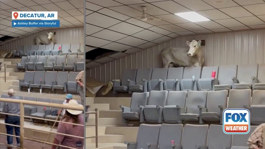 Cow wreaks havoc after escaping from auction sale ring in Arkansas