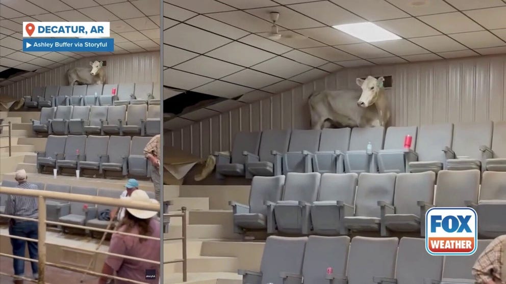 A cow hoofed it up to the bleachers of a livestock auction in Decatur, Arkansas, sending attendees scrambling around the sale ring on Tuesday. 