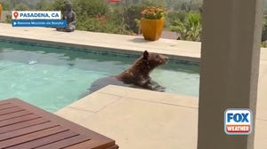 Bear takes dip into California pool after Eaton Fire