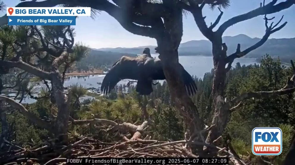 Bald eagle Gizmo followed the path of her sister, Sunny, and flew the coop this weekend. The Friends of Big Bear Valley say she flew to a nearby tree. 