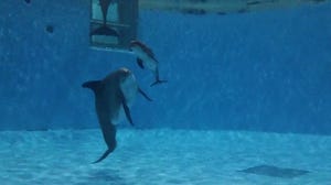 Dolphin gives birth to first dolphin calf at Chicago zoo in over 10 years