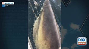 Watch: Atlantic Ocean's largest recorded great white shark gets tagged for tracking