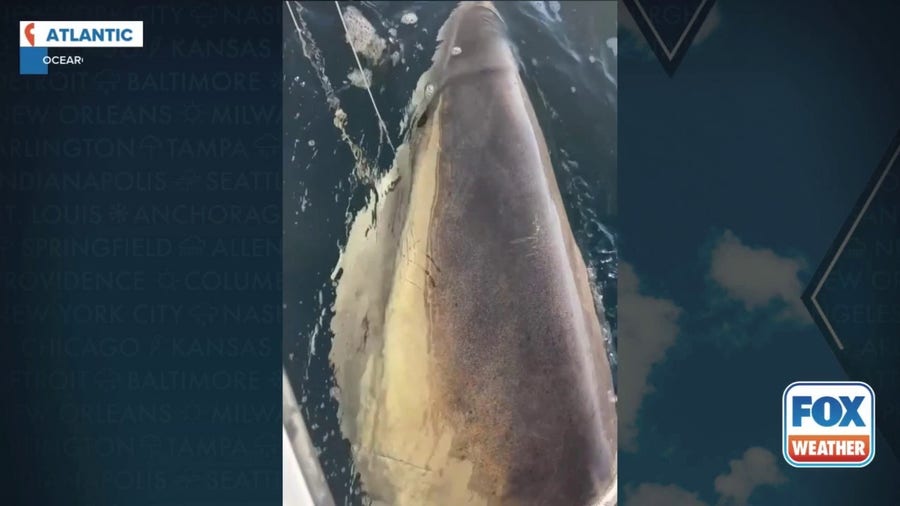 Watch: Atlantic Ocean's largest recorded great white shark gets tagged for tracking