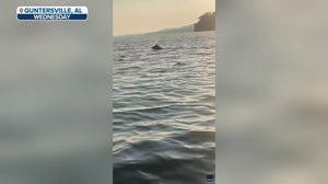 VIDEO: Black bear found swimming in Alabama lake