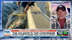 Top 'Contender': nonprofit OCEARCH tags largest great white shark on record in Atlantic