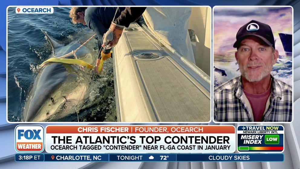 Contender, a 14-foot, 1,600 pound adult male great white shark was tagged by OCEARCH in January near the Florida/Georgia line. The nonproft works to research ocean life by tracking their locations throughout their lives. 