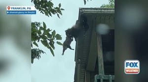 Raccoon mama rescues baby from plummeting to the ground 