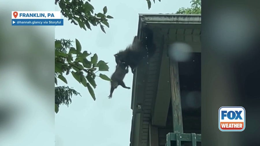 Raccoon mama rescues baby from plummeting to the ground 