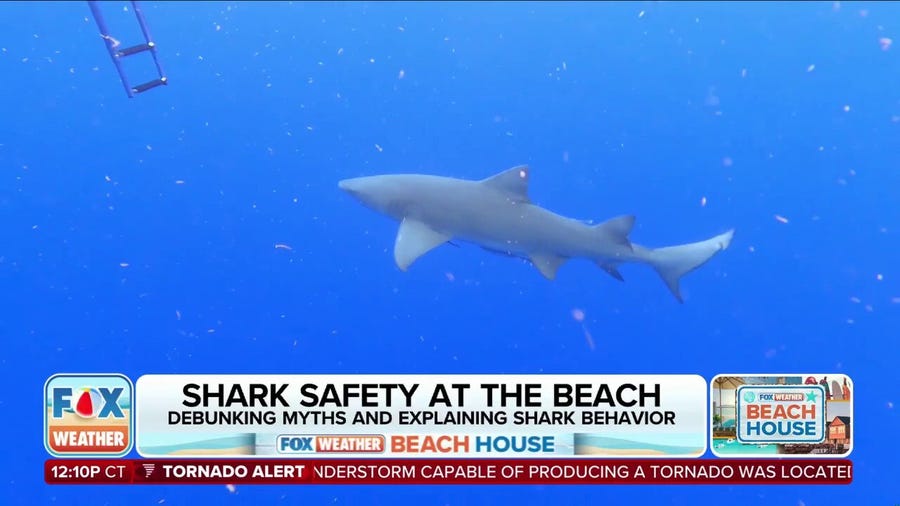 FOX Weather Beach House: Shark safety tips for beachgoers