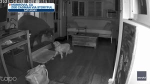 VIDEO: Bear confronted by dog after breaking into California home
