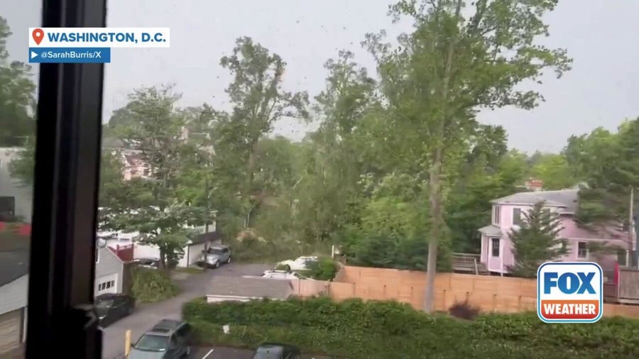 Watch: Tree collapses during thunderstorms in Washington, D.C. 
