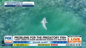 Shark expert debunks common myths regarding attacks