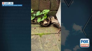 Boa constrictor found hanging out in North Carolina McDonald's drive-thru
