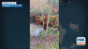 Watch: Cows keep cool in North Carolina creek amid heat wave