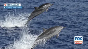 Dolphin disease found in Hawaii can spread to humans, scientists say