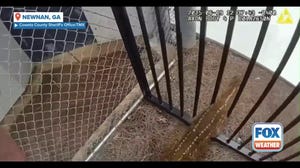 Watch: Baby deer gets stuck in fence outside Georgia jail