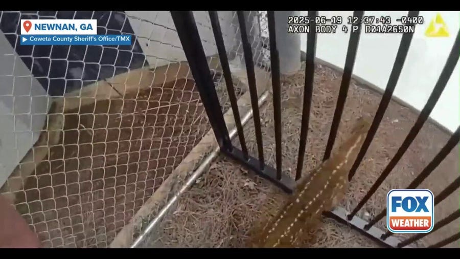 Watch: Baby deer gets stuck in fence outside Georgia jail