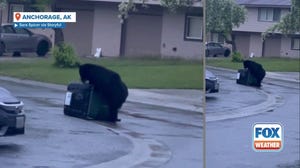 Black bear wrestles with bear-proof trashcan in Alaska neighborhood