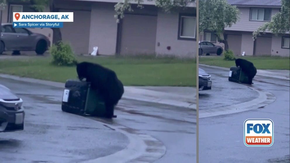 A black bear was spotted in early June wrestling with a bear-proof trashcan in Anchorage, Alaska.