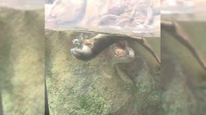 Video: Milwaukee County Zoo animals stay cool during heat wave