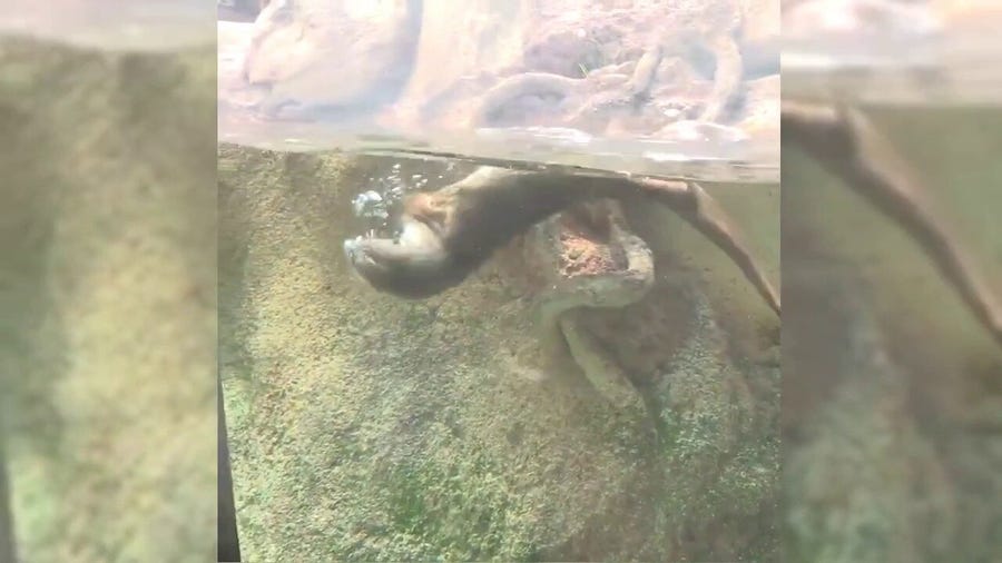Video: Milwaukee County Zoo animals stay cool during heat wave