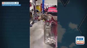 Moose momma 'inspects' Alaska fire department in search for her calves
