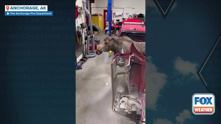 Moose momma 'inspects' Alaska fire department in search of calves