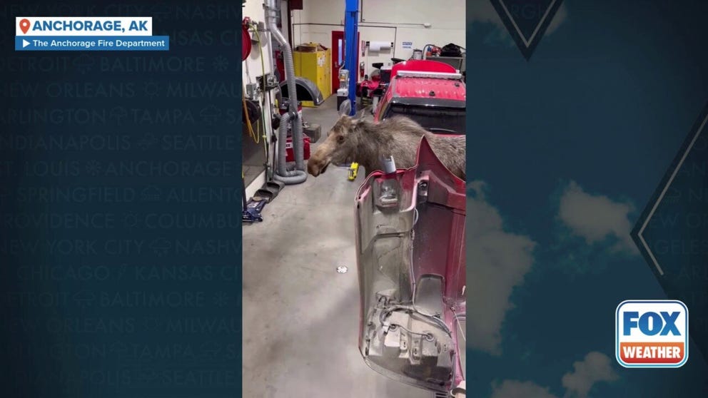 The Anchorage Fire Department posted a video on Tuesday of a moose wandering around the department looking for her babies. The fire department joked the momma moose was inspecting their equipment while on the hunt for her kiddos.