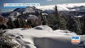 Rare, endangered red fox spotted in California national park