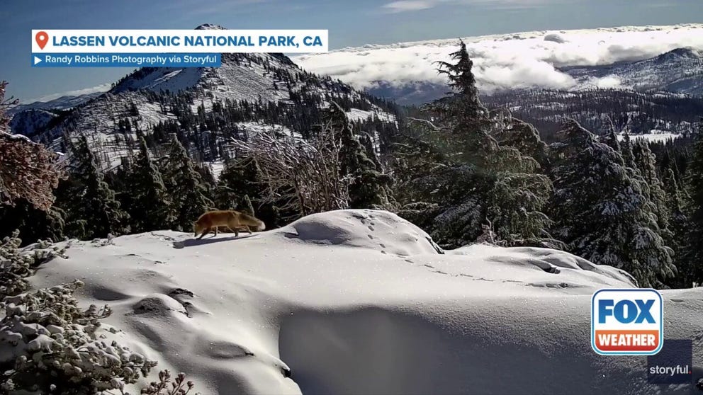 In footage released in June, a Sierra Nevada red fox was seen ambling over a rocky outcrop in a snow-covered Lassen Volcanic National Park in December.