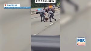 Watch: Troopers save pig from busy South Carolina interstate