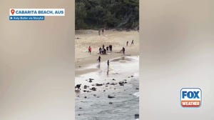 Shark chases surfers after attack on Australian beach