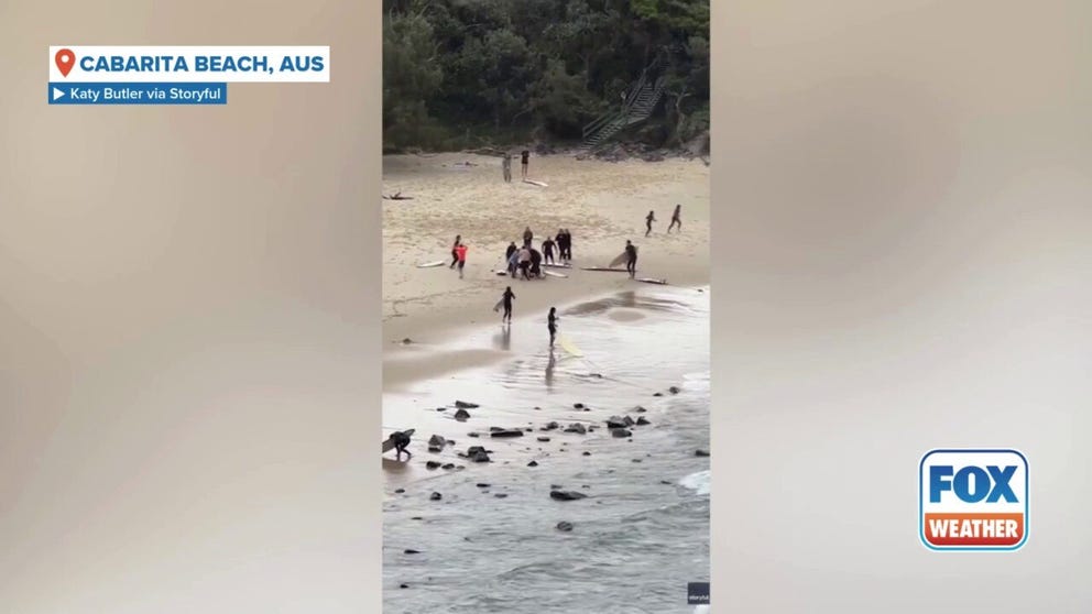 Video shows a shark chasing a group of surfers rescuing another surfer who was attacked by the shark on a beach in New South Wales, Australia. 