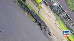 watch: 'Beast' of alligator wrangled from Houston front yard