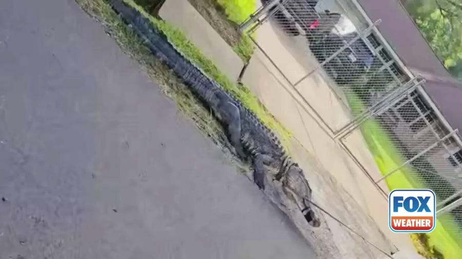 Watch: 'Beast' of alligator wrangled from Houston front yard