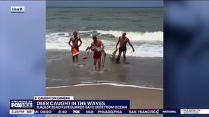 Caught on video: Lifeguards save deer from Atlantic Ocean