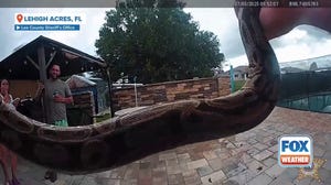 Florida deputy rescues ball python from pool deck
