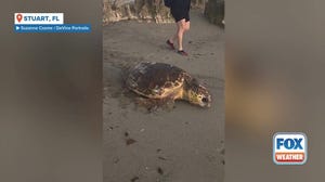 300-pound turtle freed after getting stuck between rocks on Florida beach