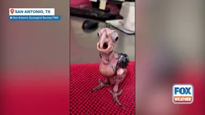 Baby cockatoos screech, find their voice at Texas zoo
