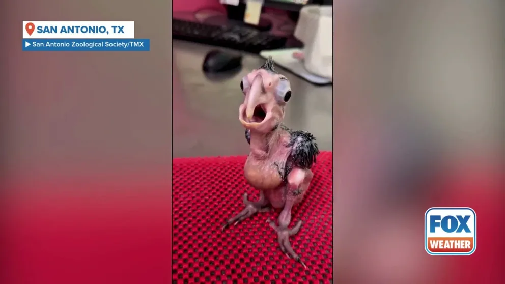 Officials shared a montage of baby palm cockatoos screeching and finding their voice over the past few months at San Antonio Zoo.