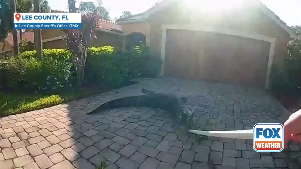 The Lee County Sheriff’s Office in Florida shared this video of deputies wrangling a large alligator from a front yard on July 12, 2025.