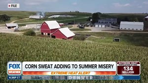 'Corn sweat' increasing the heat in central US