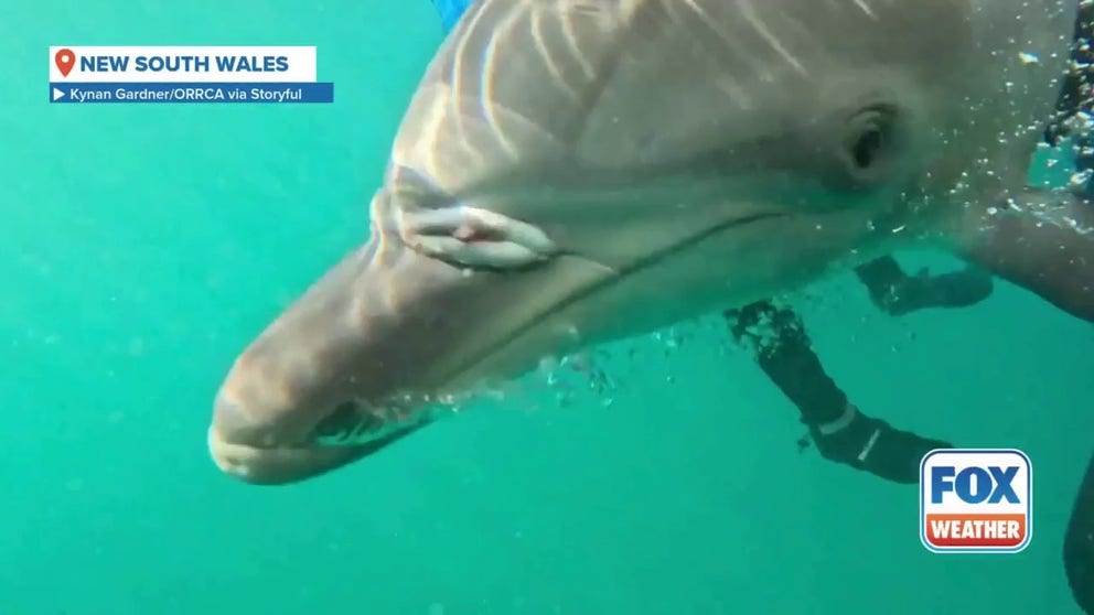 Several marine rescue groups in New South Wales united to free a dolphin calf entangled in fishing net, successfully reuniting the calf with its mother. 