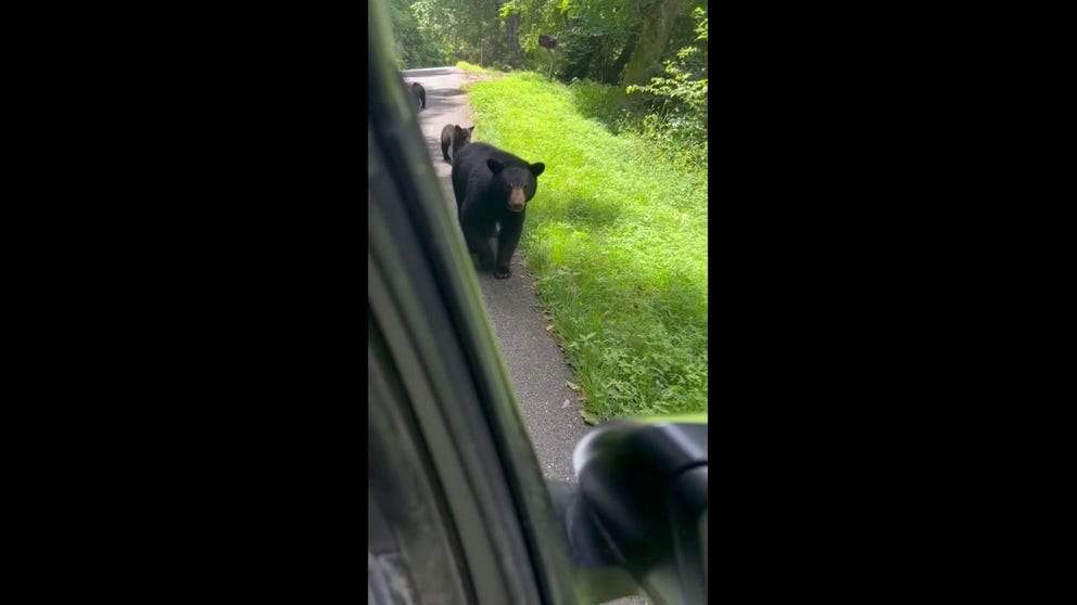 A postal carrier in Maggie Valley, North Carolina, was greeted by a momma bear and her cubs while on her delivery route on Monday.