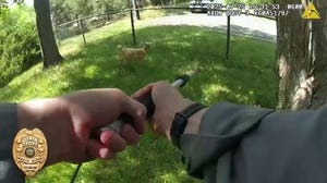Goat on the loose in Colorado as police officers attempt to capture the animal