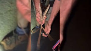 Newly discovered stick bug found in Australian rainforest