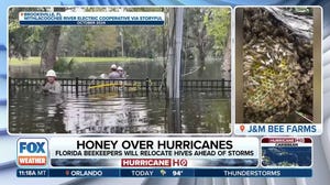 How beekeeping is conducted in a hurricane zone