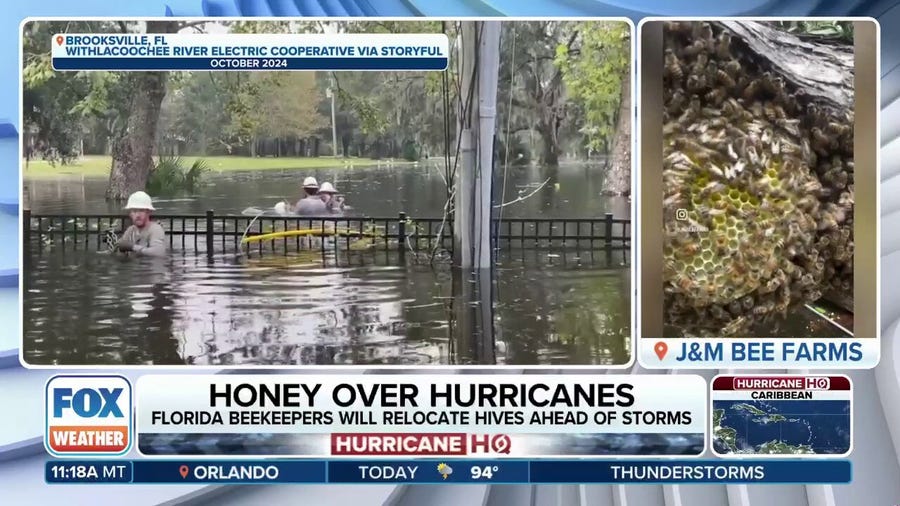 How beekeeping is conducted in a hurricane zone