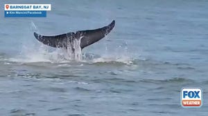 Minke whale in shallow waters of Barnegat Bay in New Jersey