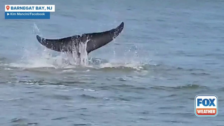 Minke whale in shallow waters of Barnegat Bay in New Jersey